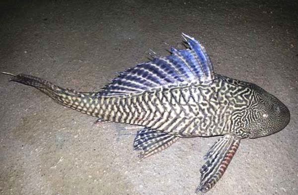 �������ô��