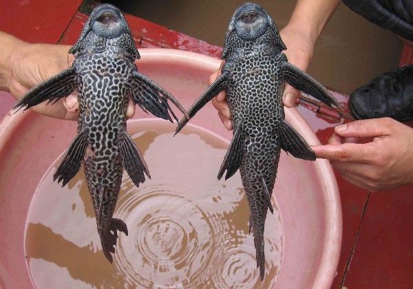 �������ô��