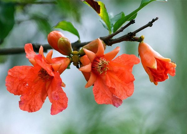 ʯ����ô��