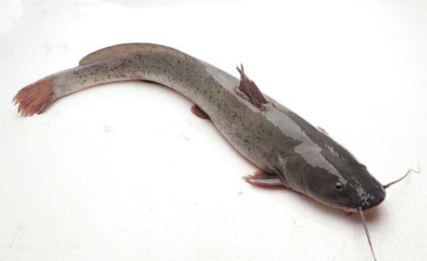 ��������ô��