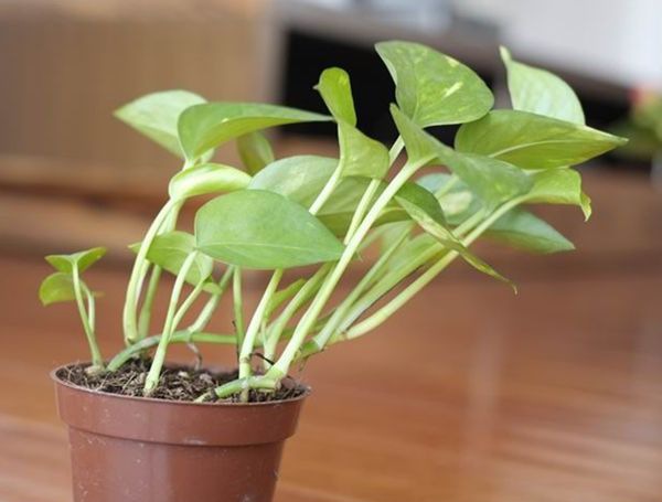 ������ô��