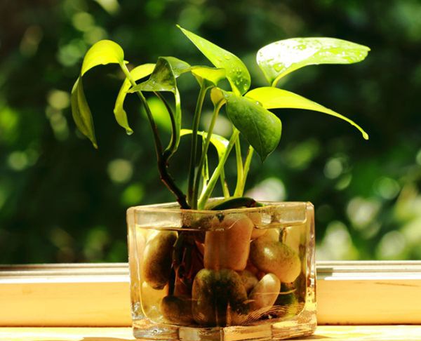 ������ô��