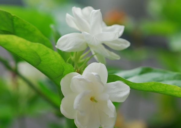 ������ô��