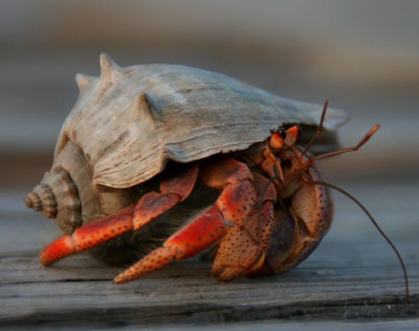 �ľ�з��ô��