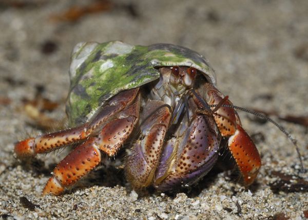 �ľ�з��ô��