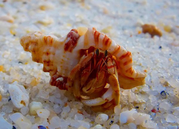 �ľ�з��ô��