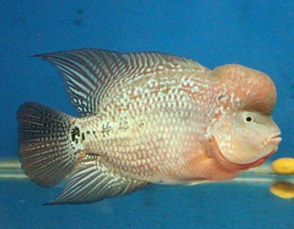 �޺�����ô��