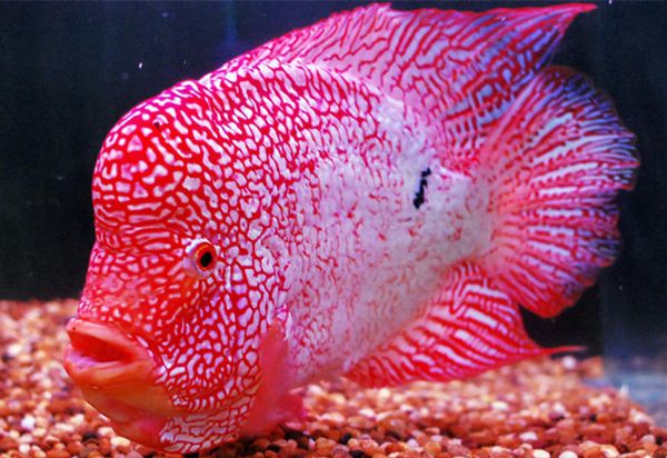 �޺�����ô��