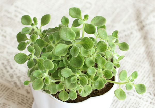 ��������ô��