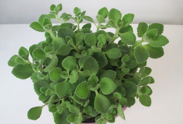 ��������ô��