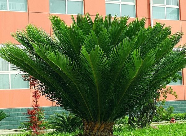 ������ô��