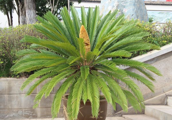 ������ô��