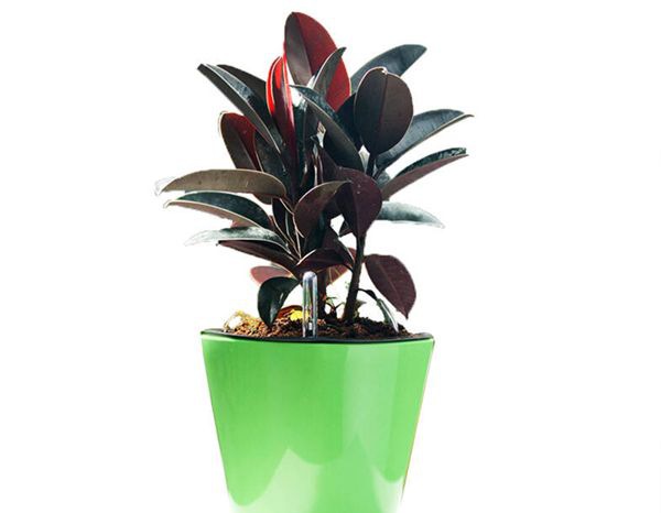 ��Ƥ����ô��