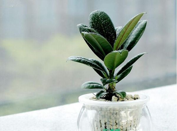 ��Ƥ����ô��