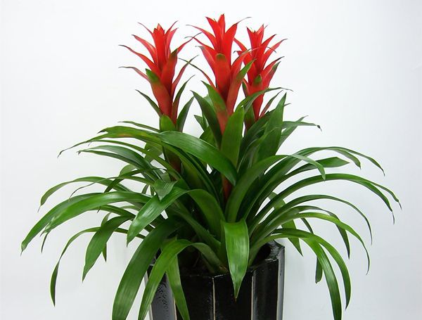 ���˵�ͷ����ô��