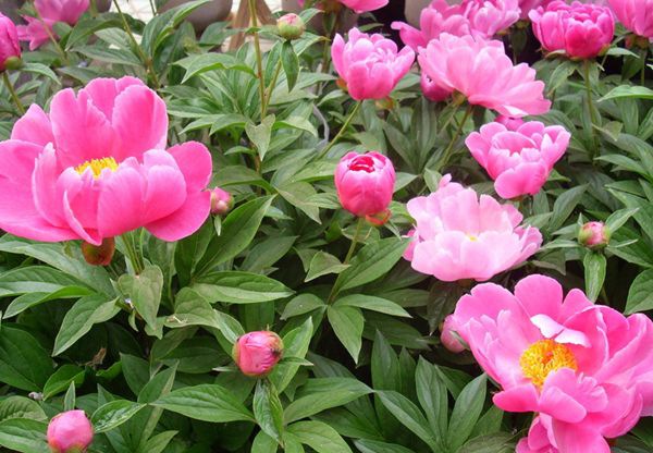 ��ҩ����ô��