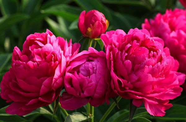 ��ҩ����ô��