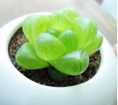 ����ֲ��