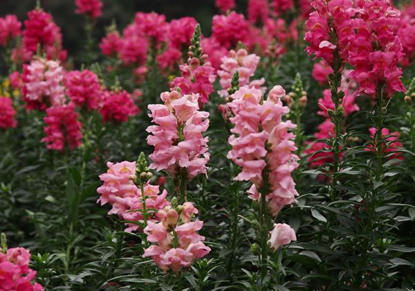 �������ô��