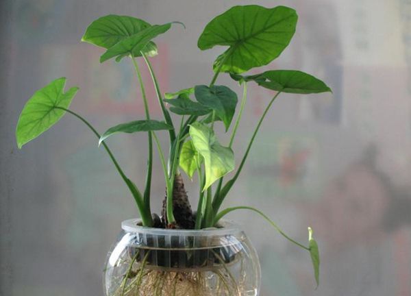 ��ˮ������ô��