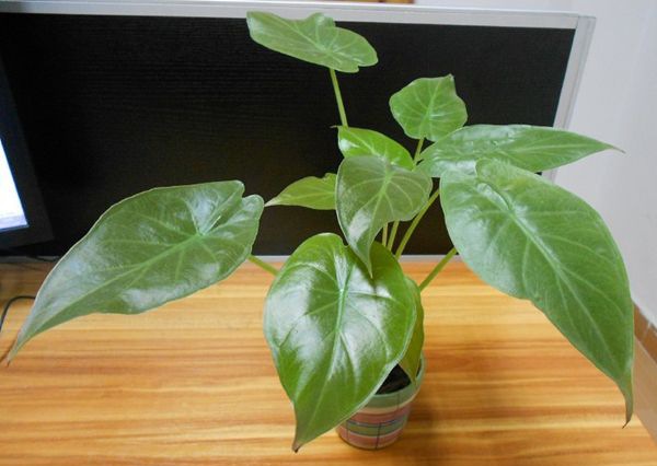 ��ˮ������ô��